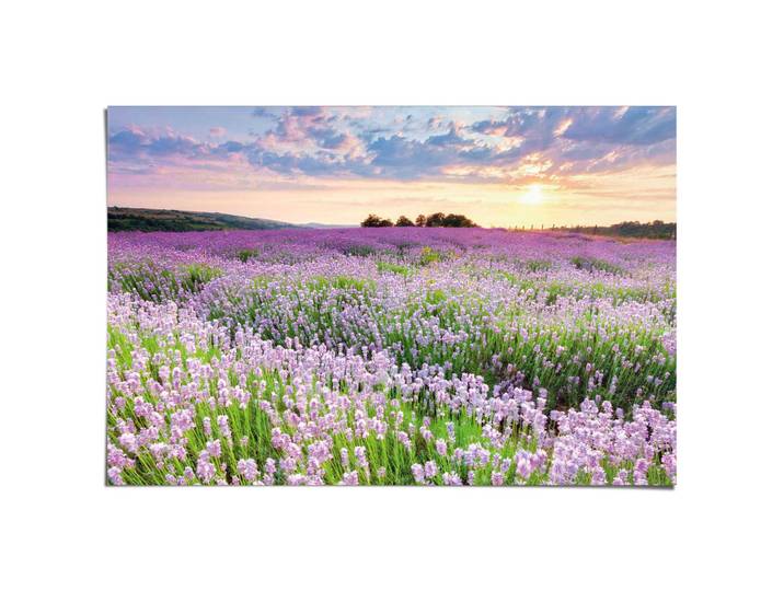 Poster REINDERS Lavendelfeld , lila (farbe bild(er): lila), B:91,5cm H:61cm T:0,1cm, Bilder, Poster, Hobbyraum - Lila - 150 gr. Papier - Blumen und Pflanzen - 91,5x61 cm