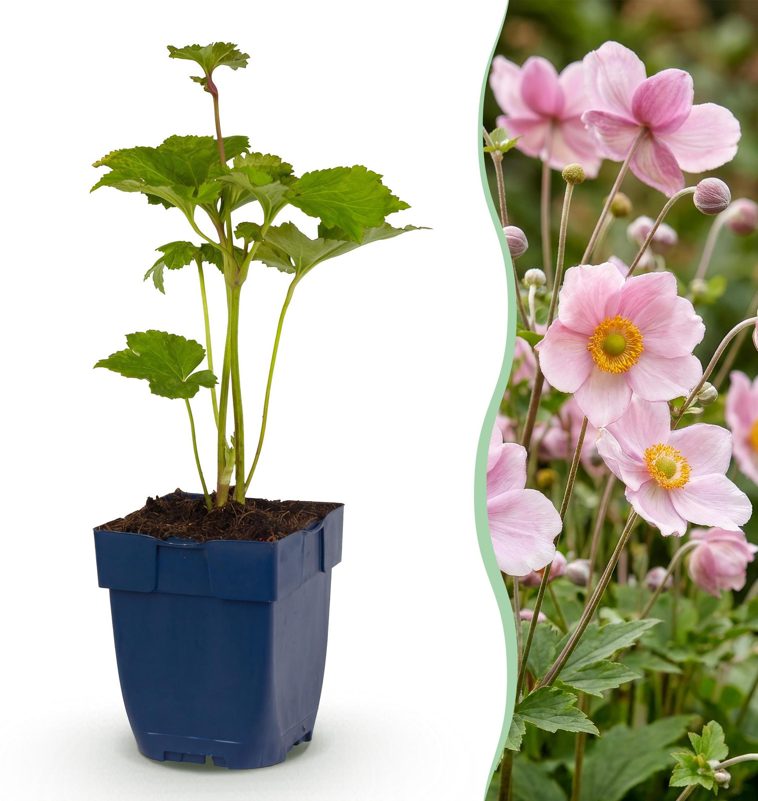 Anemone hybr. Konig Charlotte Herfst Anemoon Roze - Tuinplant - Hoogte: 15-25 cm, Diameter: 11 cm