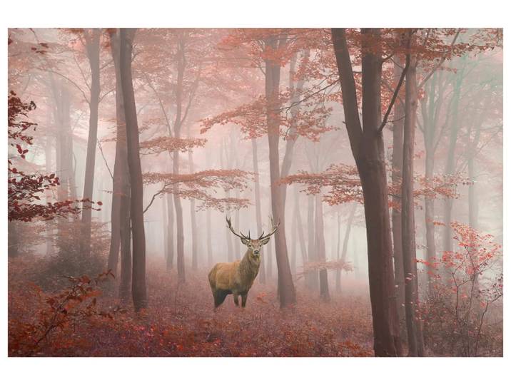 Digitaldruck auf Glas Hirsch im Herbstwald image LAND