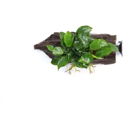 Anubias barteri var. Nana 15 x 5 x 11 Centimeter Saugwurzel
