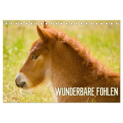 Wunderbare Fohlen (Tischkalender 2027 DIN A5 quer), CALVENDO Monatskalender