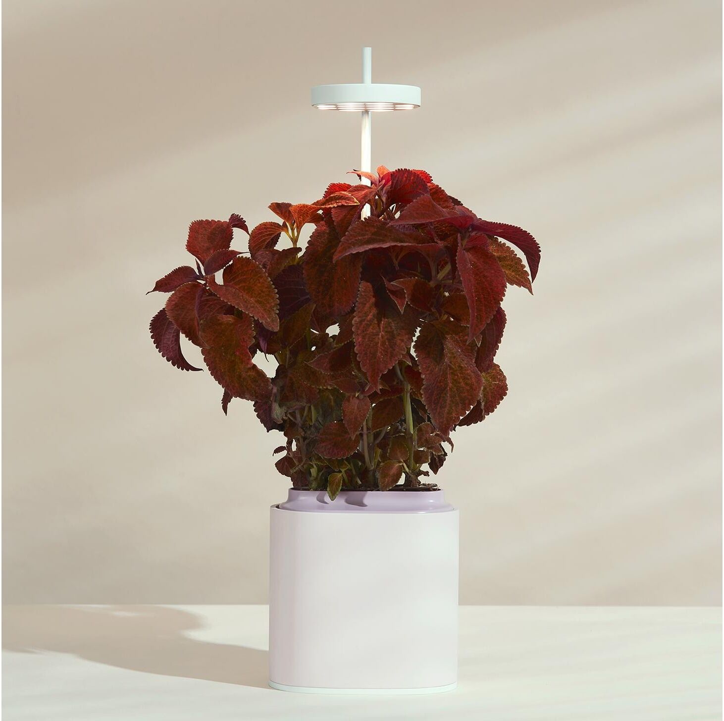 Kräutertopf "Prêt à Pousser Nano", rosa, B:13,5cm H:45,4cm T:10,5cm, Kunststoff, Pflanzgefässe, Kräutertopf rosa B/H/T: 13,5cm x 45,4cm x 10,5cm
