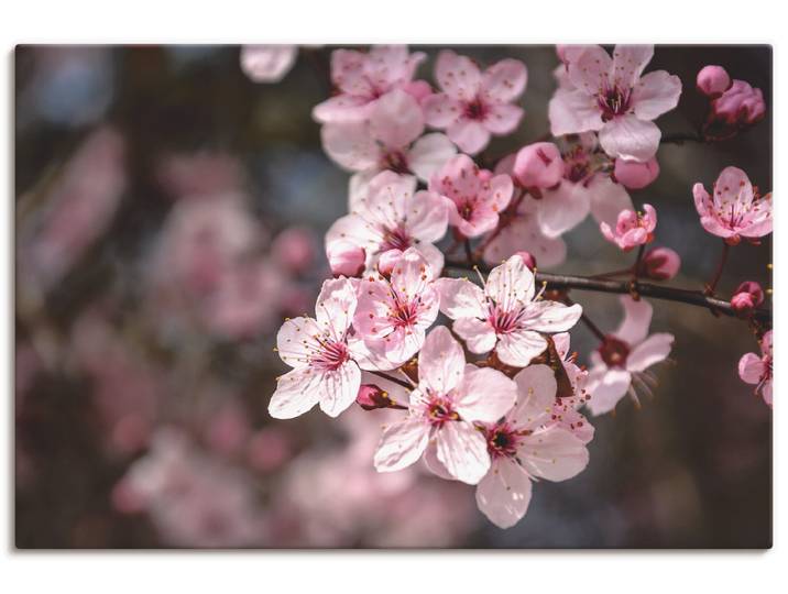 Leinwandbild ARTLAND Kirschblüten Nahaufnahme im Sonnenlicht , pink (farbe bild(er): pink), B:90cm H:60cm, Bilder, Leinwandbild, auf Holzrahmen gespannt