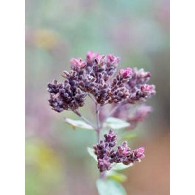 CALVENDO Puzzle Wilder Majoran 2000 Teile Puzzle hoch | 2000 Teile Lege-Größe 90 × 67 cm Foto-Puzzle für glückliche Stunden