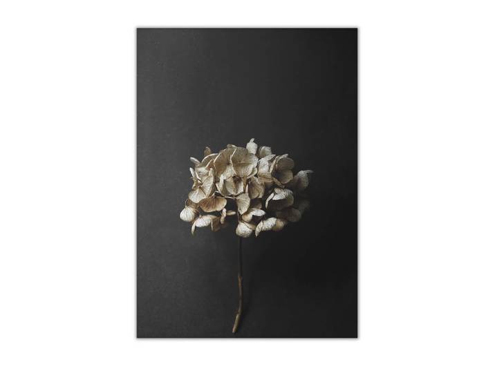 Paper Collective - Stillleben 04 (Hydrangea), 50 x 70 cm