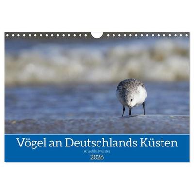 Vögel an Deutschlands Küsten (Wandkalender 2026 DIN A4 quer), CALVENDO Monatskalender