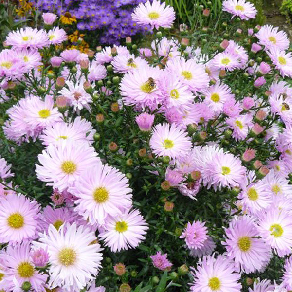 6x Gladde Aster Aster novi belgii Fellowship in pot van 9x9 cm van Arborix