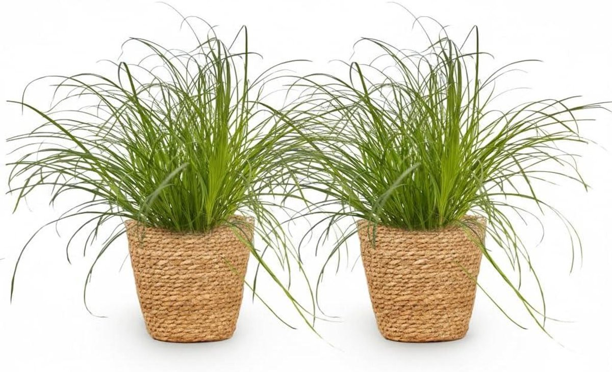 Kamerplant Kattengras Groen - Huisdiervriendelijke Binnendecoratie - Pot 12 cm