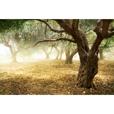 Papermoon "Old Olive Trees" glatt