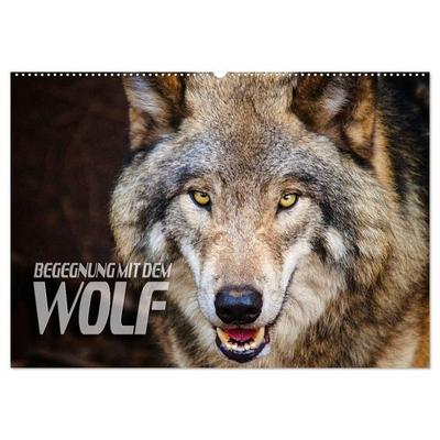 Begegnung mit dem Wolf (Wandkalender 2027 DIN A2 quer), CALVENDO Monatskalender