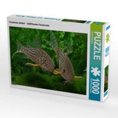 CALVENDO Puzzle Corydoras sterbai - Gelbflossen Panzerwels | 1000 Teile Lege-Größe 64x48cm Foto-Puzzle für glückliche Stunden