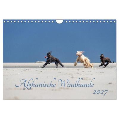 AFGHANISCHE WINDHUNDE 2027 (Wandkalender 2027 DIN A4 quer), CALVENDO Monatskalender