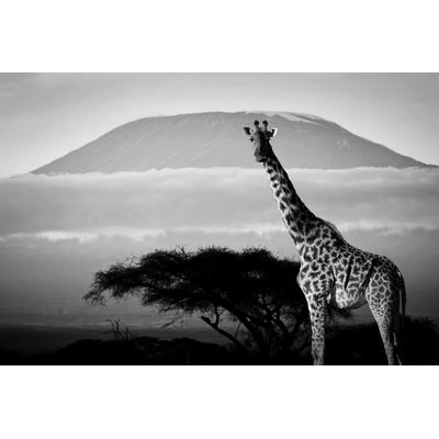 Fototapete PAPERMOON "Giraffe mit Landschaft Schwarz & Weiß", schwarz (schwarz, weiß), B:3m L:2,23m, Vlies, Tapeten
