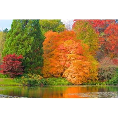 Fototapete PAPERMOON "HERBST-WALD-BAUM FLUSS BLUMEN NATUR PFLANZE SONNE WIESE", bunt, B:4,5m L:2,8m, Vlies, Tapeten