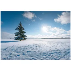 FOTOTAPETE Feld Natur Blau 400x280 cm