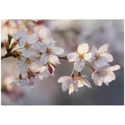 FOTOTAPETE Blumen Kirsche Rosa 350x250 cm