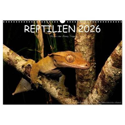 REPTILIEN (Wandkalender 2026 DIN A3 quer), CALVENDO Monatskalender