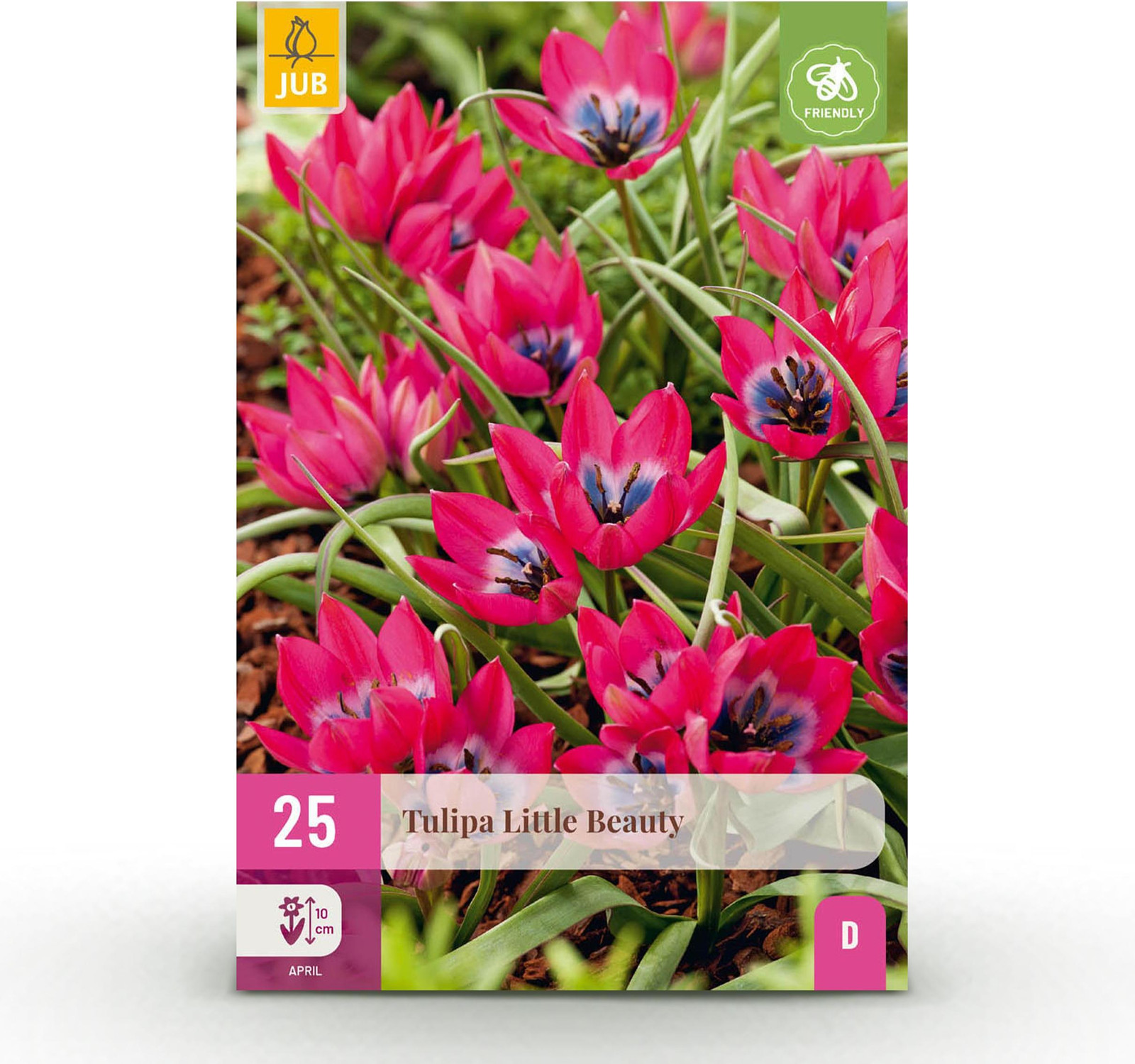 Tulp Little Beauty Bloembollen - Donker Roze - 25 stuks - Pflanzenboutique