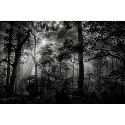 Fototapete PAPERMOON "Photo-Art MATHILDE GUILLEMOT, PRIMÄRWALD", bunt, B:4m L:2,6m, Vlies, Tapeten