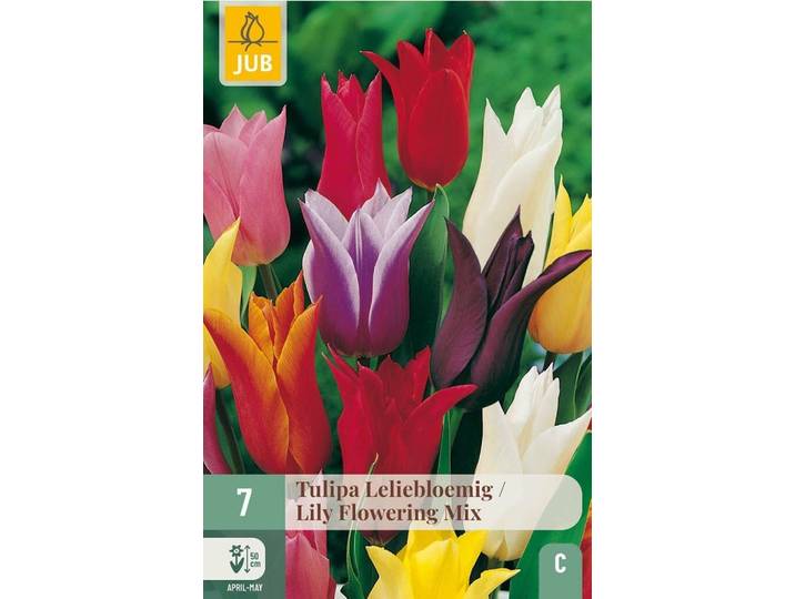 Tulpen leliebloemig mix 7 bollen