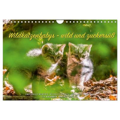 Wildkatzenbabys - wild und zuckersüß. (Wandkalender 2026 DIN A4 quer), CALVENDO Monatskalender