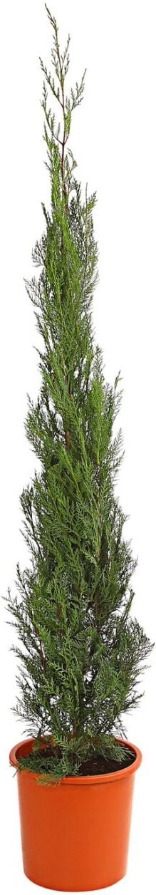 Pflanzen Mittelmeerzypresse Cupressus Sempervirens H ca. 180 cm 28 cm Topf