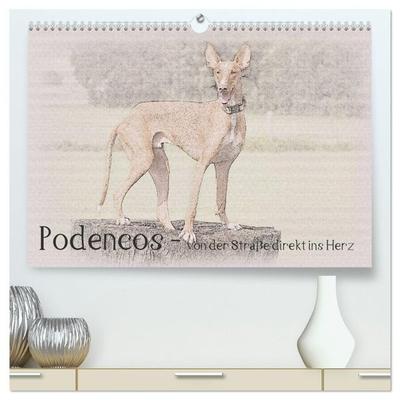 Podencos - von der Straße direkt ins Herz (hochwertiger Premium Wandkalender 2027 DIN A2 quer), Kunstdruck in Hochglanz