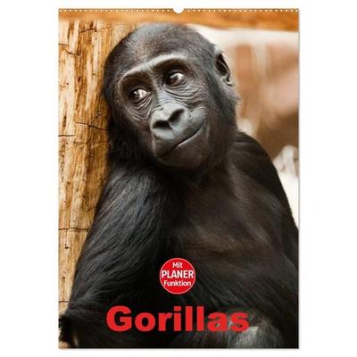 Gorillas (Wandkalender 2026 DIN A2 hoch), CALVENDO Monatskalender