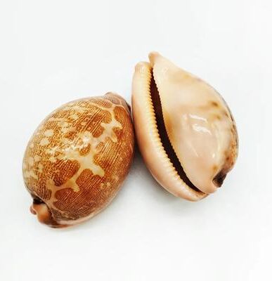 Inspired Living Natural Cowrie Shell Decor Set Of 2 Eyed Cowrie Sea Shells For Aquarium Decor, Coastal Home Styling, And Craft Display map Cowrie