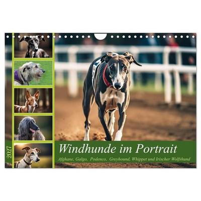 Windhunde im Portrait (Wandkalender 2027 DIN A4 quer), CALVENDO Monatskalender
