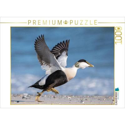CALVENDO Puzzle Eiderente (Eider Duck) | 1000 Teile Lege-Größe 64x48cm Foto-Puzzle für glückliche Stunden