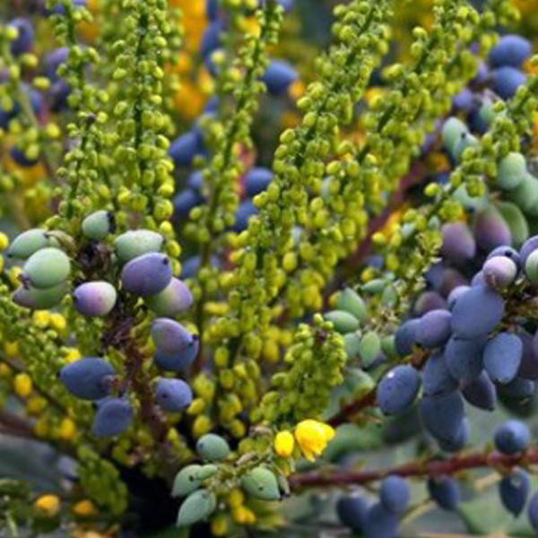 Mahonia media Charity in pot - 60-80 cm - Arborix