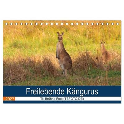 Freilebende Kängurus (Tischkalender 2027 DIN A5 quer), CALVENDO Monatskalender