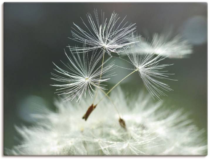 Wandbild ARTLAND Pusteblume Facility , weiss (farbe bild(er): weiß), B:60cm H:45cm, Bilder, Wandbild, als Alubild, Leinwandbild, Poster in verschied. Grössen