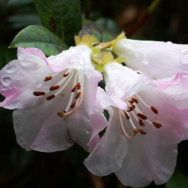 Rhododendron Clipinense in pot door Arborix