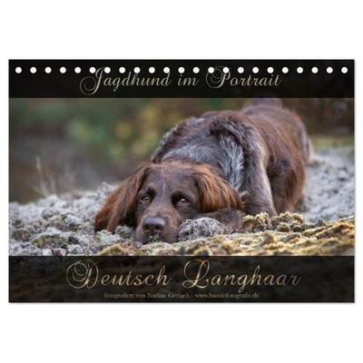 Jagdhund im Portrait - Deutsch Langhaar (Tischkalender 2026 DIN A5 quer), CALVENDO Monatskalender