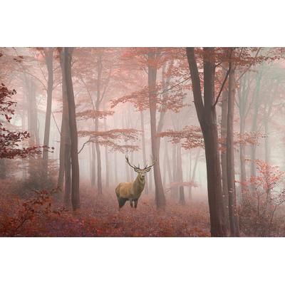 Fototapete PAPERMOON "Hirsch in Wald", bunt, B:3,5m L:2,6m, Vlies, Tapeten