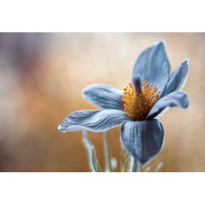Fototapete PAPERMOON "Photo-Art MANDY DISHER, PASQUE", bunt, B:5m L:2,8m, Vlies, Tapeten