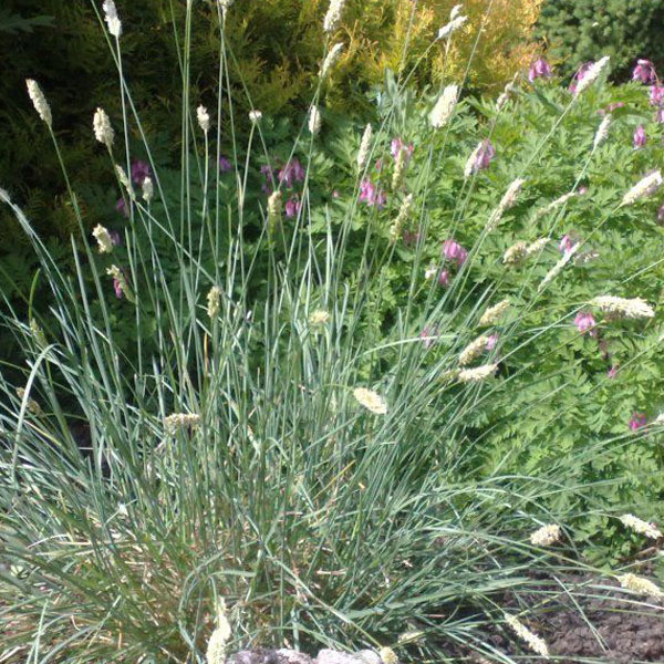 6 x Sesleria nitida blauwgras in pot van 9x9 cm van Arborix