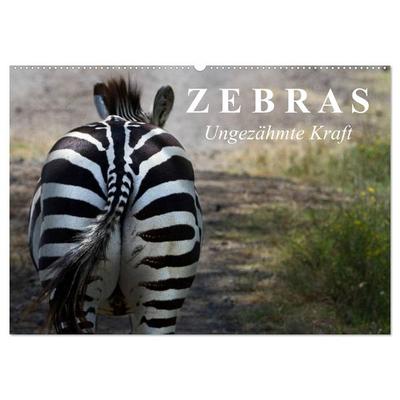Zebras - Ungezähmte Kraft (Wandkalender 2026 DIN A2 quer), CALVENDO Monatskalender