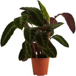 Calathea Warscewiczii d12
