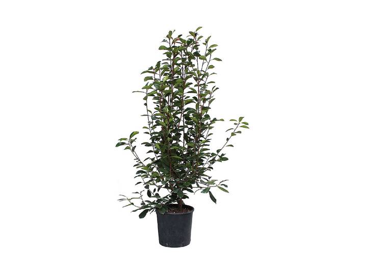 Glanzmispel - Photinia fr. Red Robin 130 - 140cm inklusive Topf