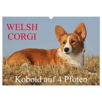 Welsh Corgi - Kobold auf 4 Pfoten (Wandkalender 2027 DIN A3 quer), CALVENDO Monatskalender