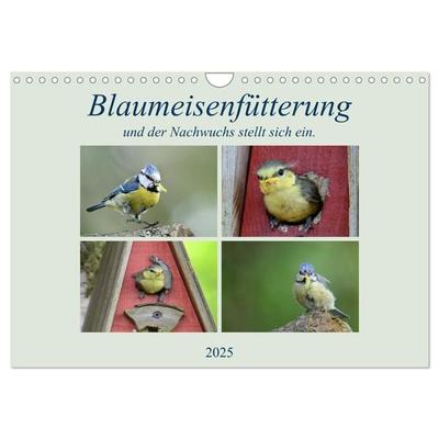 Blaumeisenfütterung, und der Nachwuchs stellt sich ein. (Wandkalender 2025 DIN A4 quer), CALVENDO Monatskalender