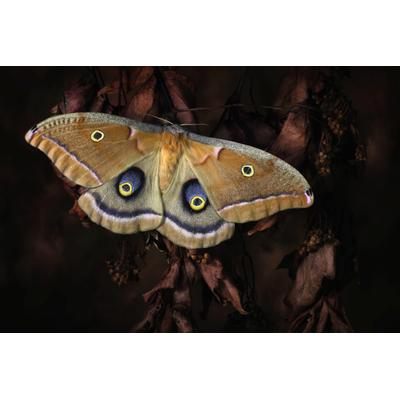 Fototapete PAPERMOON "Photo-Art JIMMY HOFFMAN, POLYPHEMUS, SCHMETTERLING", bunt, B:3,5m L:2,6m, Vlies, Tapeten