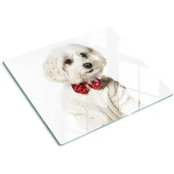 GLASPLATTE 60x52 cm Malteser Hund