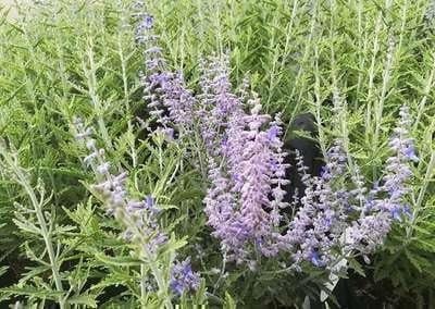 Perovskia atriplifica Lacey Blue Russische Salie Blauwspirea in pot, 30-40 cm
