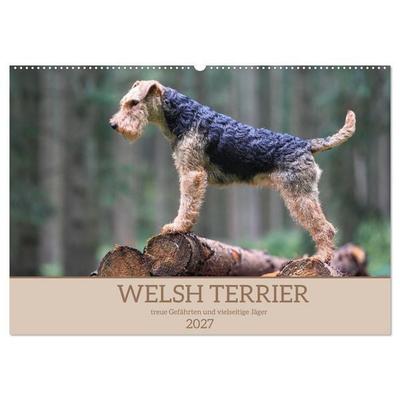 Welsh Terrier - treue Gefährten und vielseitige Jäger (Wandkalender 2027 DIN A2 quer), CALVENDO Monatskalender