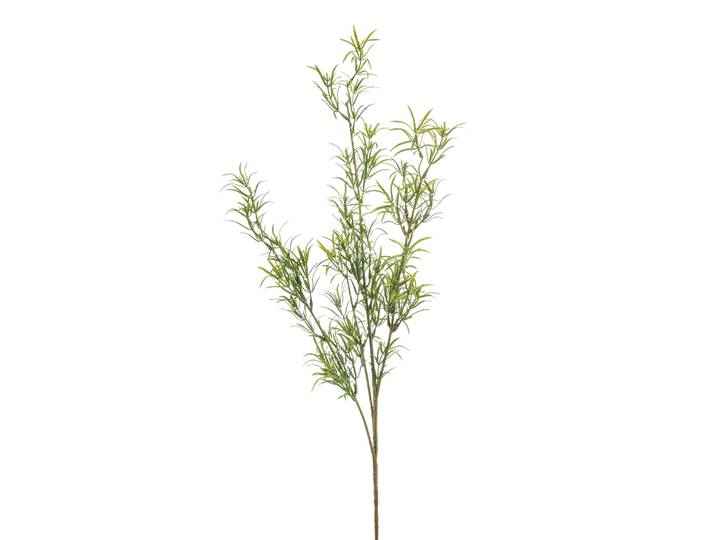 Asparagus
