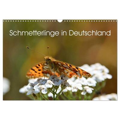 Schmetterlinge in Deutschland (Wandkalender 2027 DIN A3 quer), CALVENDO Monatskalender